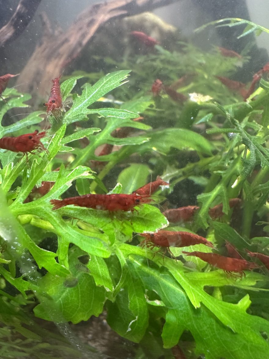 A group of red cherry shrimp on bright green aquarium plants