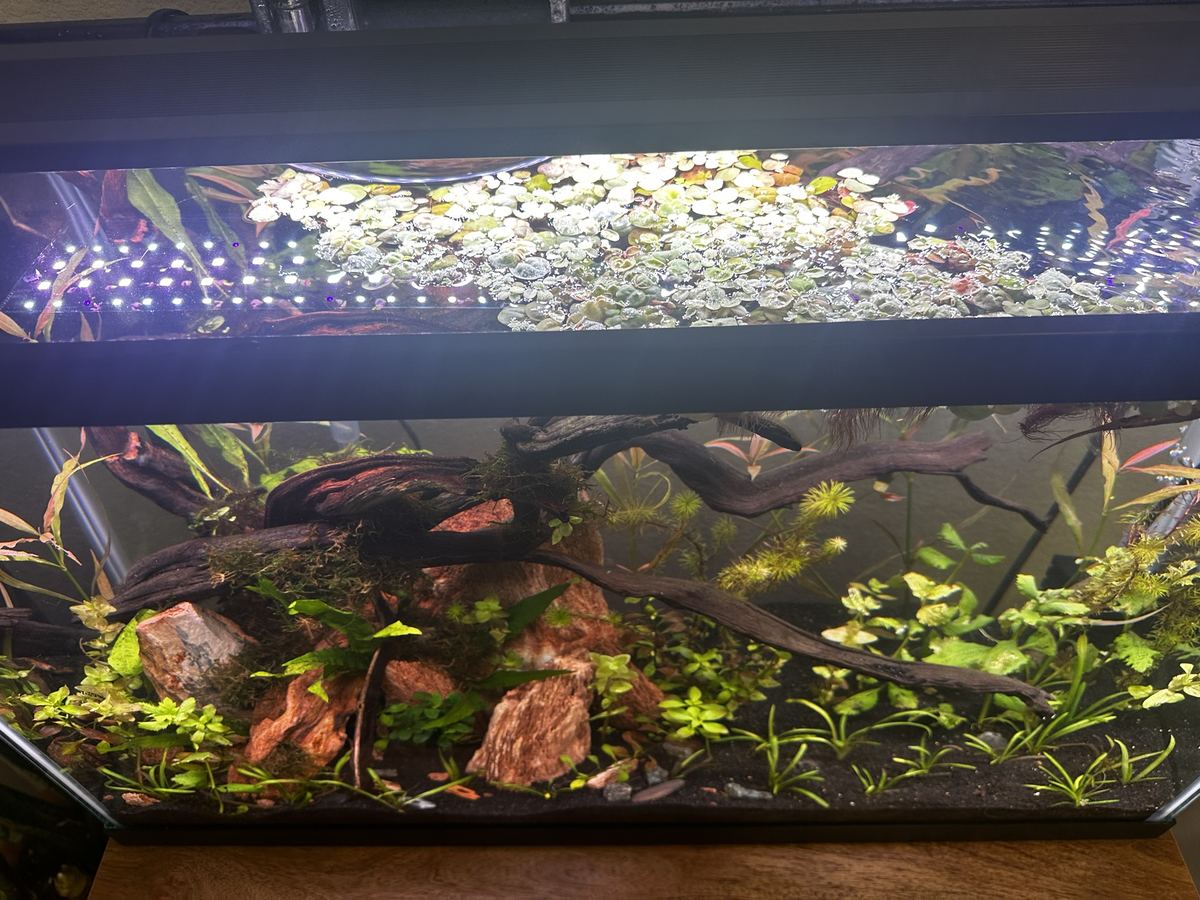Floating plants under an LED aquarium light