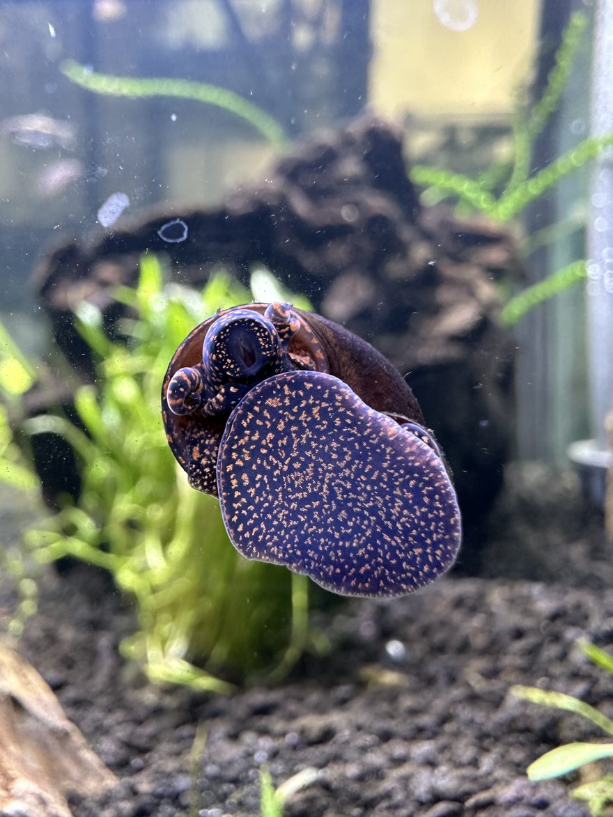 A dark mystery snail with orange speckles on the aquarium glass