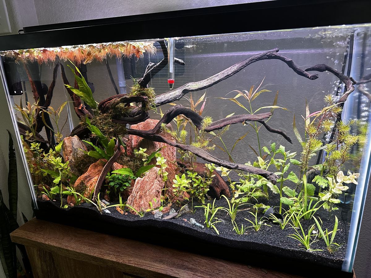 A planted aquarium with driftwood, rocks and black sand