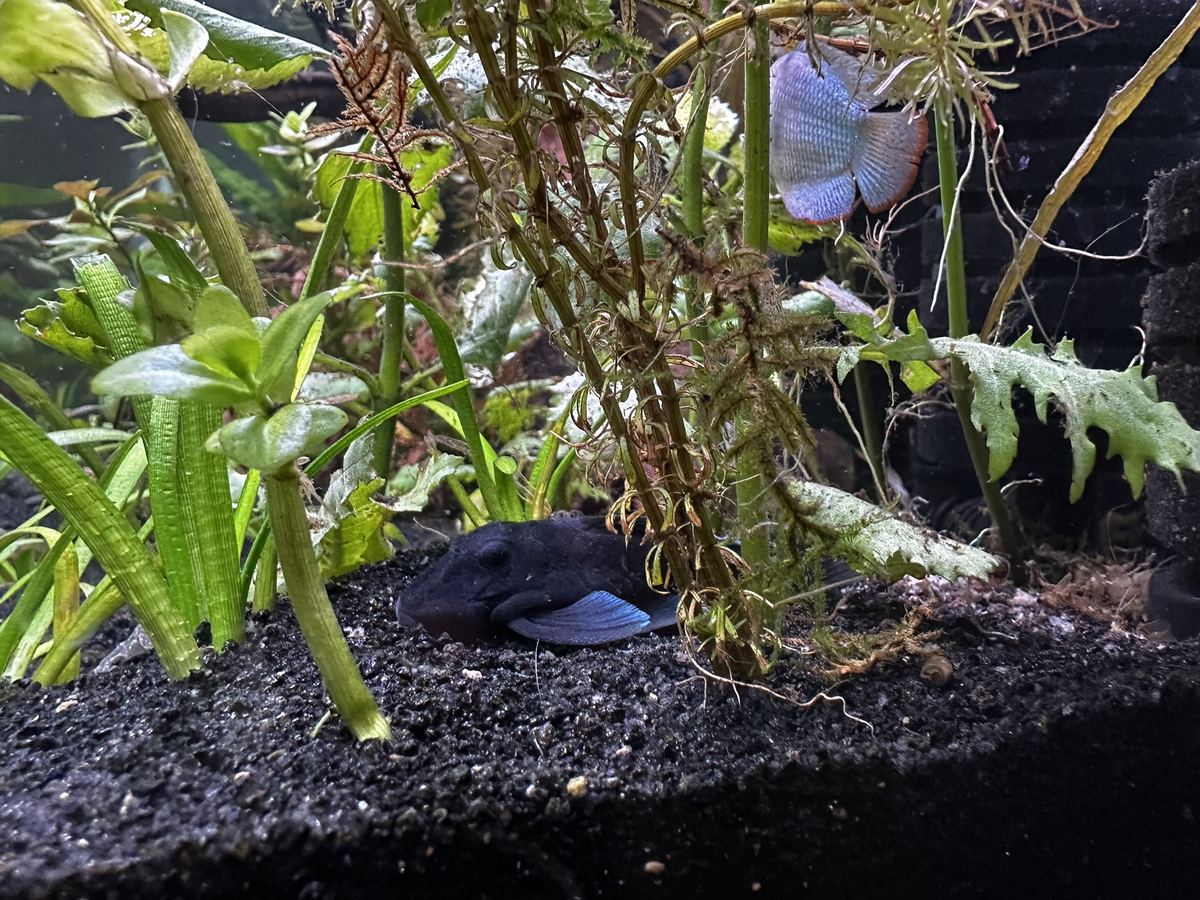A dark pleco on the sand and a blue dwarf gourami among aquarium plants