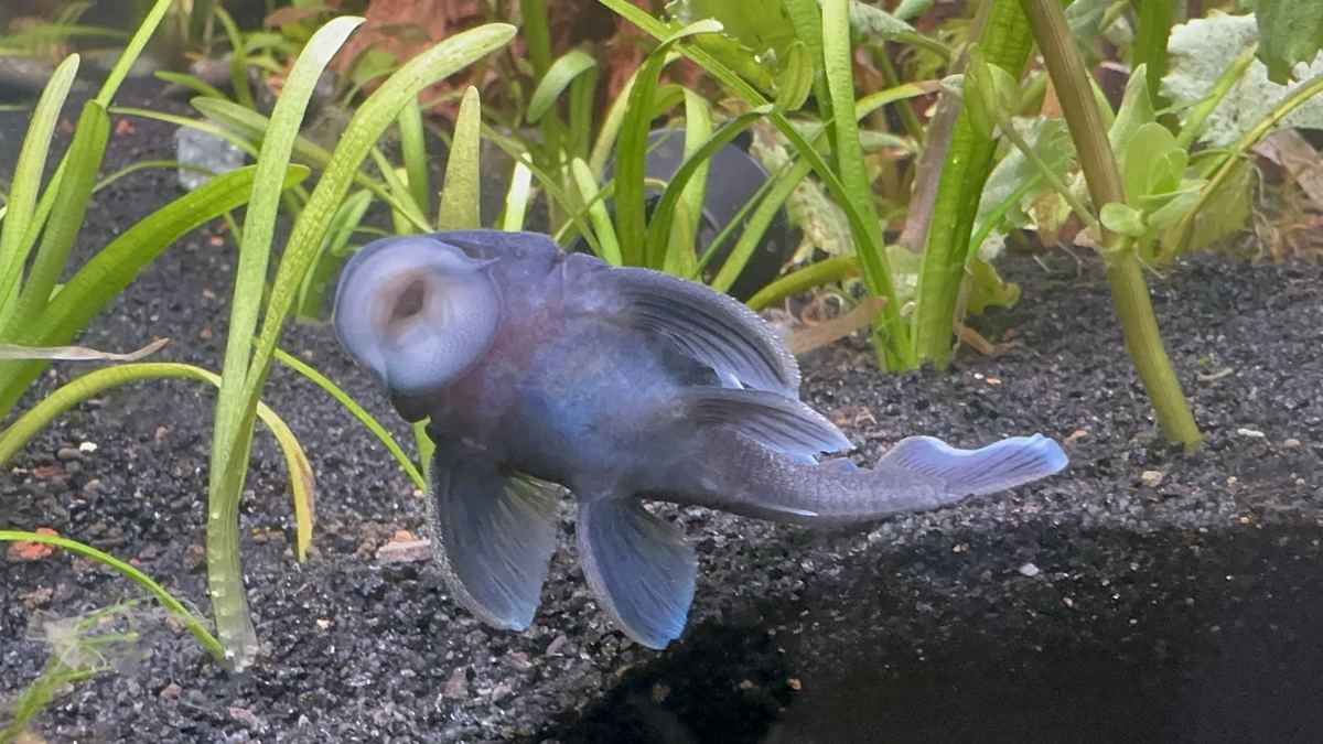 A dark blue-gray pleco clinging to the aquarium glass just above black sand