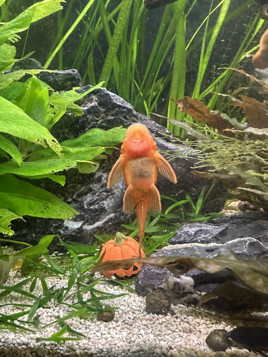 An orange super red bristlenose pleco on the glass above gravel and plants