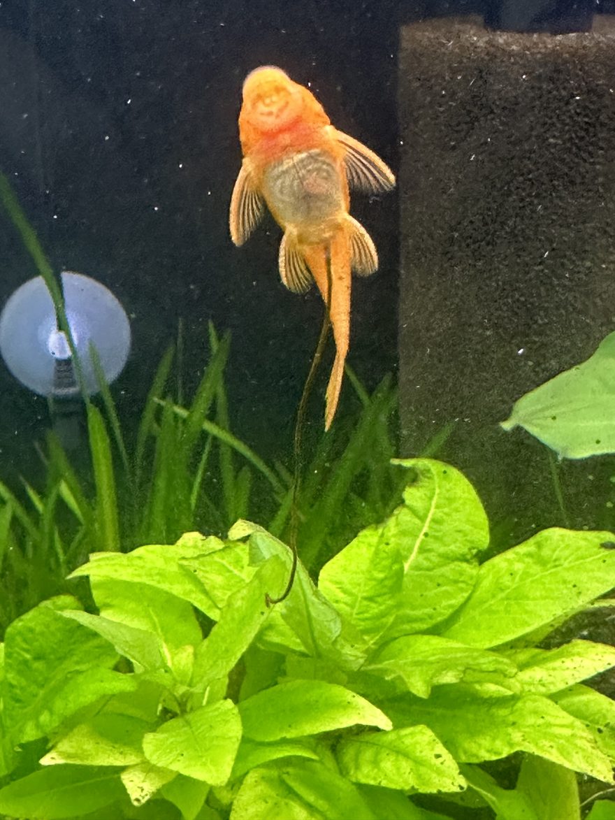 An orange super red bristlenose pleco on the aquarium glass